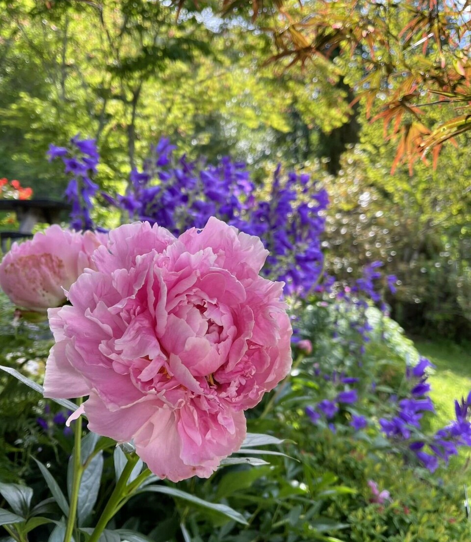 Peonblomstring Peoner som blomstrer.