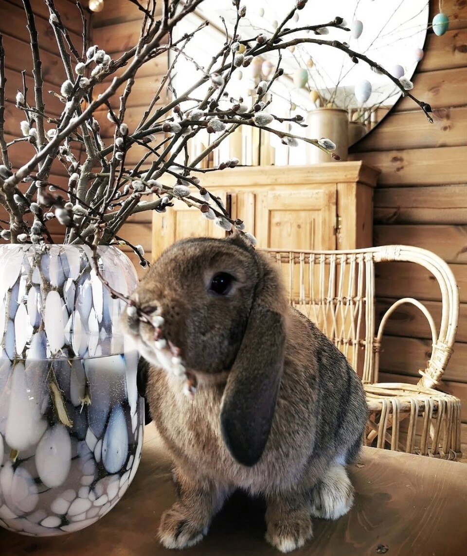 En liten smaksprøve må da være lov 🤎🐰✨ En kanin som spiser på en seljekvist i en bukett i en stor vase.