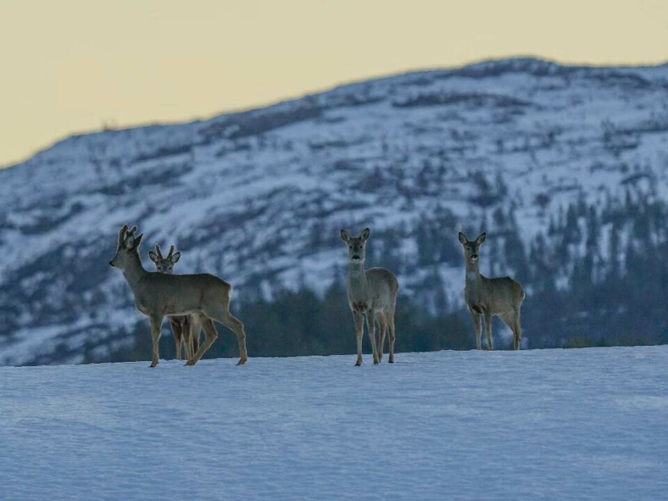 De venter nok på bedre forhold. rådør i snøen