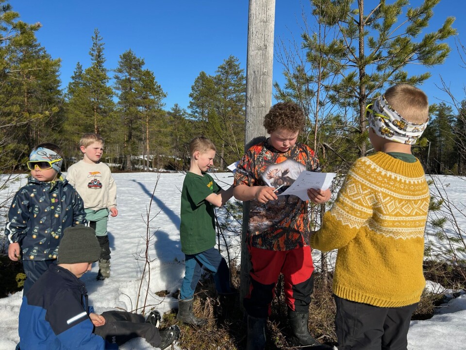En salig blanding av barnehagebarn og skolebarn på lag ute i løypa. Mange gutter som svarer på natursti-poster.