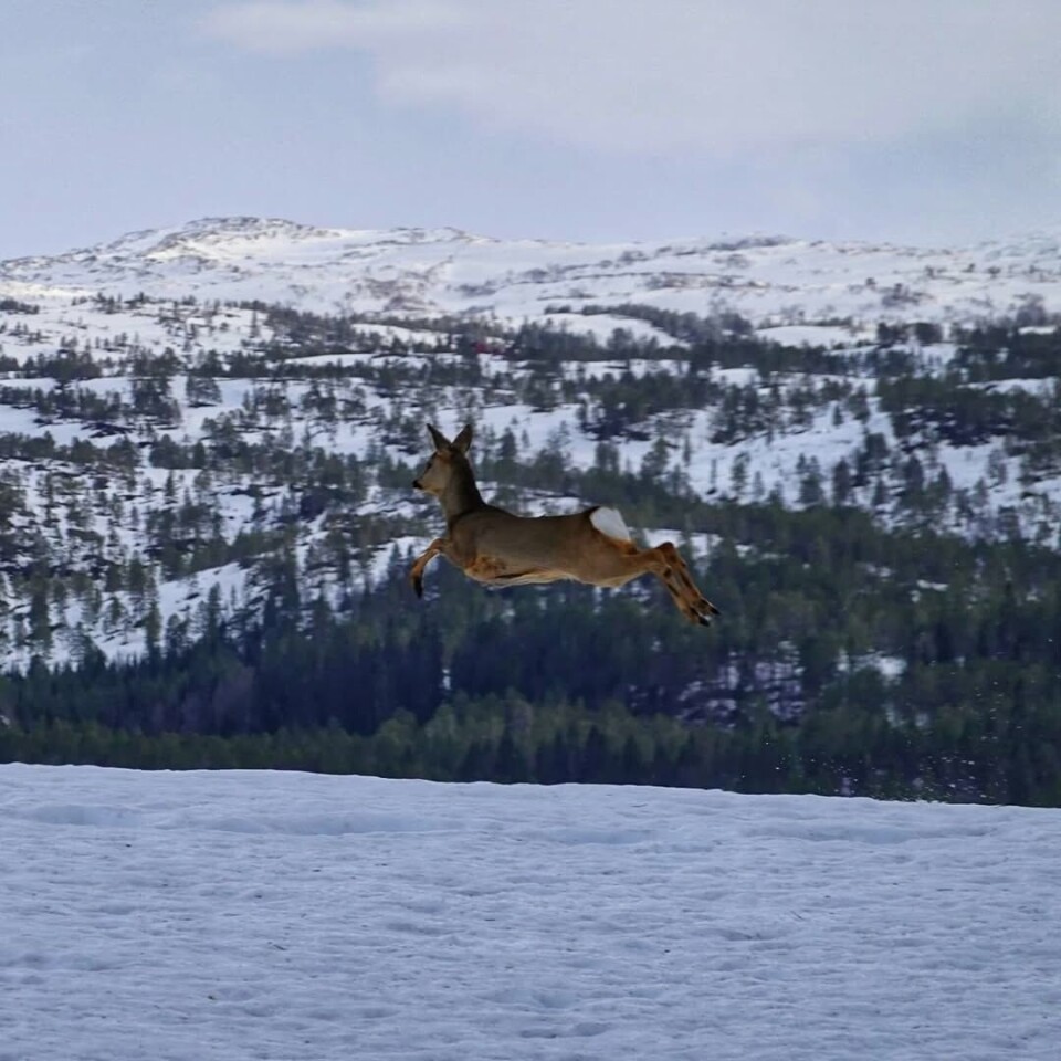God morgen 28. mars Et rådyr i fullt sprang.