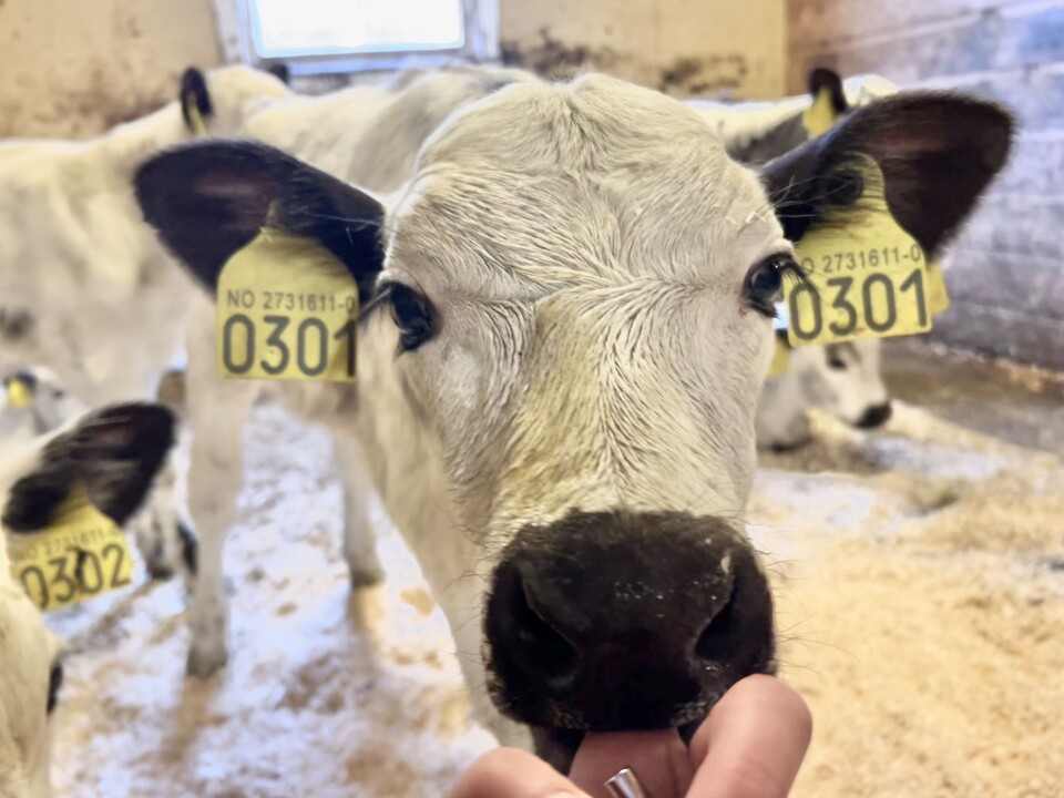 Kalvene er tillitsfulle og kosete, selv om de går fritt sammen med mødrene sine. Kalv med hvit kropp og svarte avtegn.