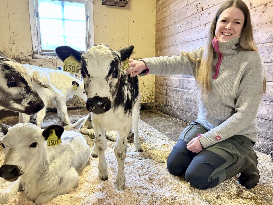 Stine Grytskog Ramsøy synes det er artig å jobbe tett på dyra, og bruker gjerne tid i kalvebingen. Tamme kalver i sort og hvit, dame som klapper dem.