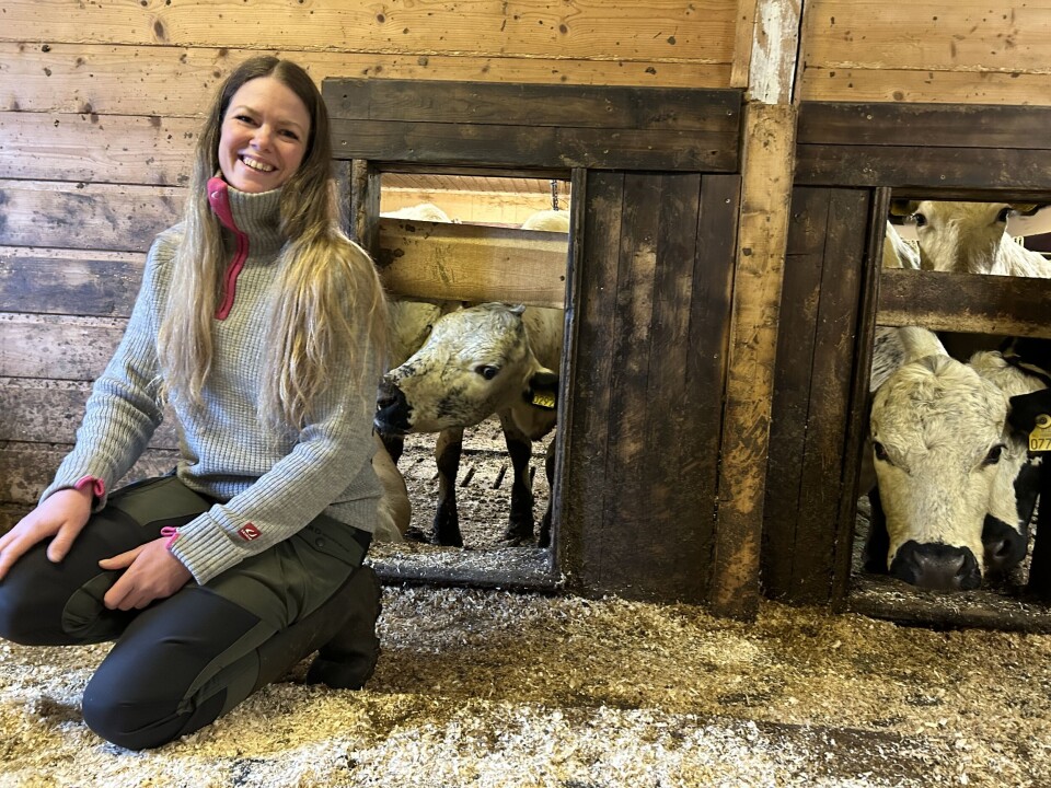 Kyrne følger med på kavlene sine der de ligger og hviler i kalvegjemmet. Noen ganger må de frem med strengstemmen for å få dem til å komme og die. Kyr som kikker inn to luker. Stine i forgrunnen.