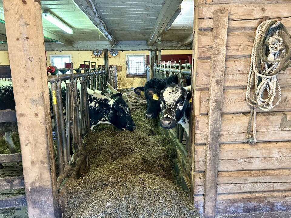 Det gamle fjøset gjør nytten, men Stine Grytskog Ramsøy håper å få støtte til å bygge om et tilbygg på tunet. Kyr i fjøs med tømmervegger.