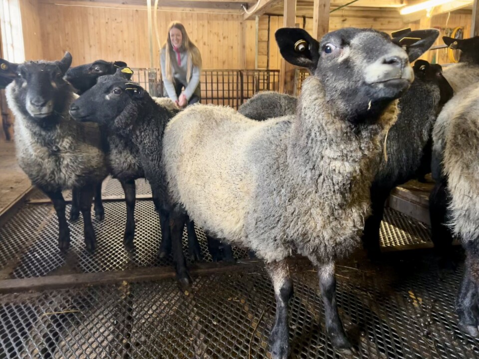 Grå trøndersau har karakteristisk grå ull, sorte hoder med lyse 'tårer' under øynene. Ulla gir godt garn, og Stine kommer til å selge garn fra høsten av. Gråsorte sauer.