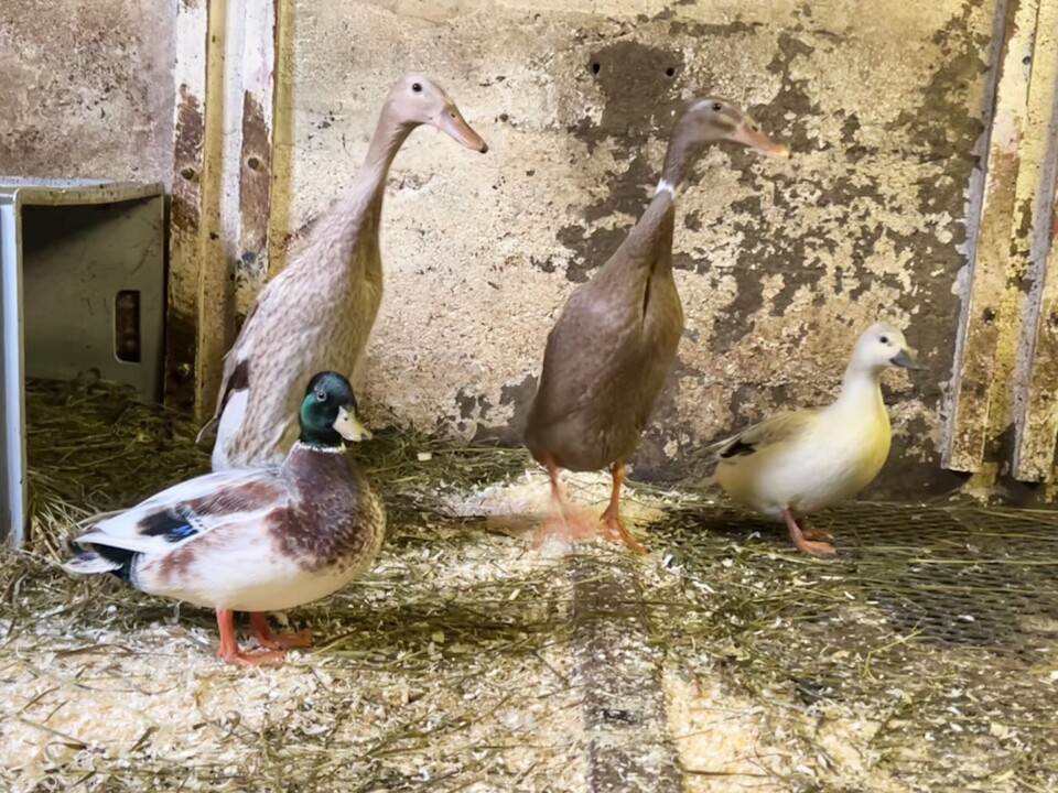 En må ha litt dyr som mest er artige også. Men disse Løpeendene og Mignonendene legger faktisk en god del egg, som er supre i matlaging. Ender inne i en binge.