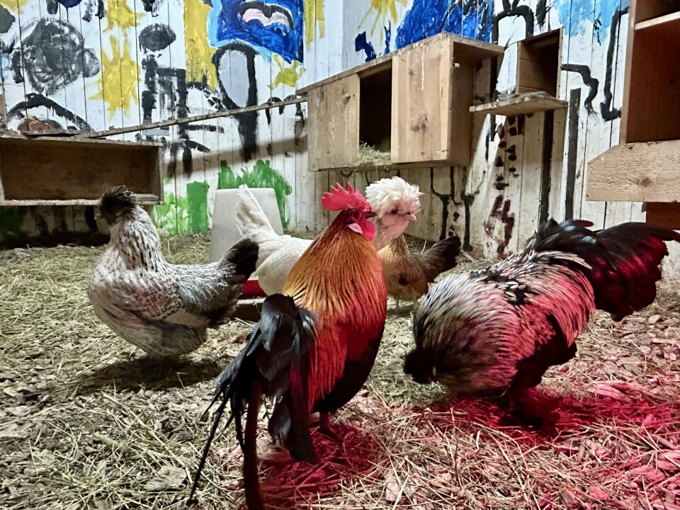 Kule høns i kule omgivelser! Høner i et hønsehus med maling i spreke farger på veggen.