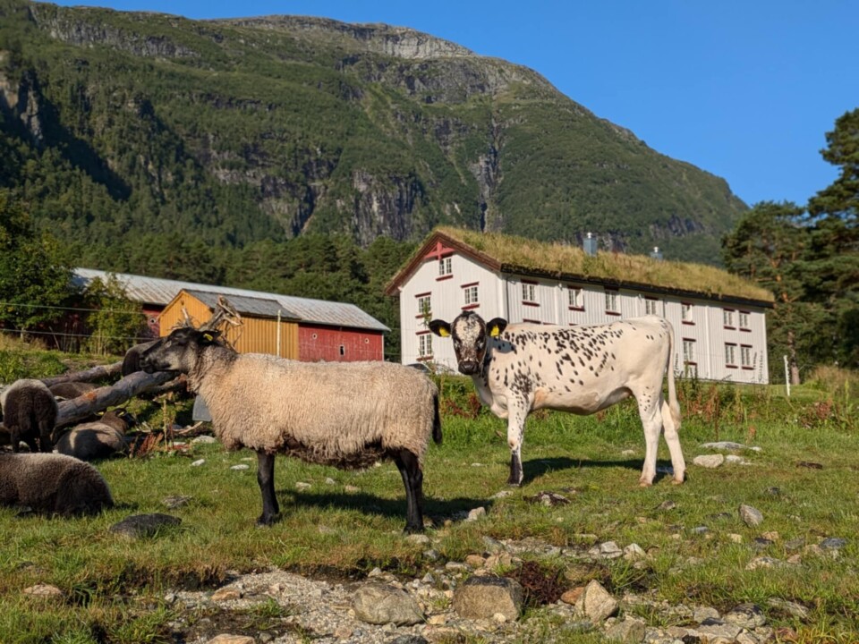 Idylliske Ansneset gård i Todalen ligger vakkert til mellom fjorden og de bratte fjellene. Her trives de tradisjonelle rasene svært godt. Gammel stulån med gras på taket. Sau og kvige i forgrunnen. Fjellet like bak.