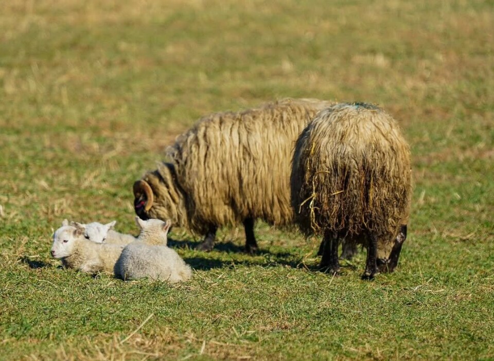 Idyll!