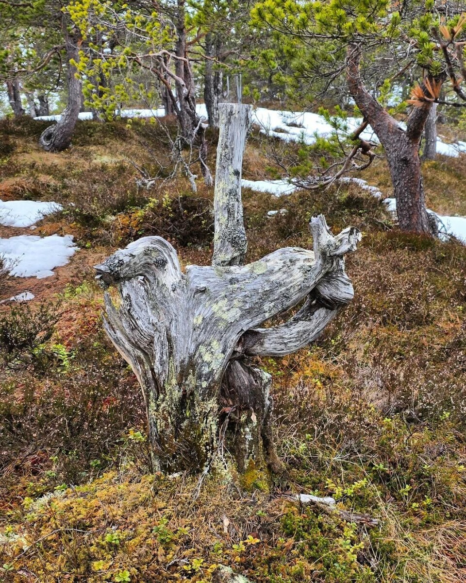 Syltnebba. Tørre furustubber.