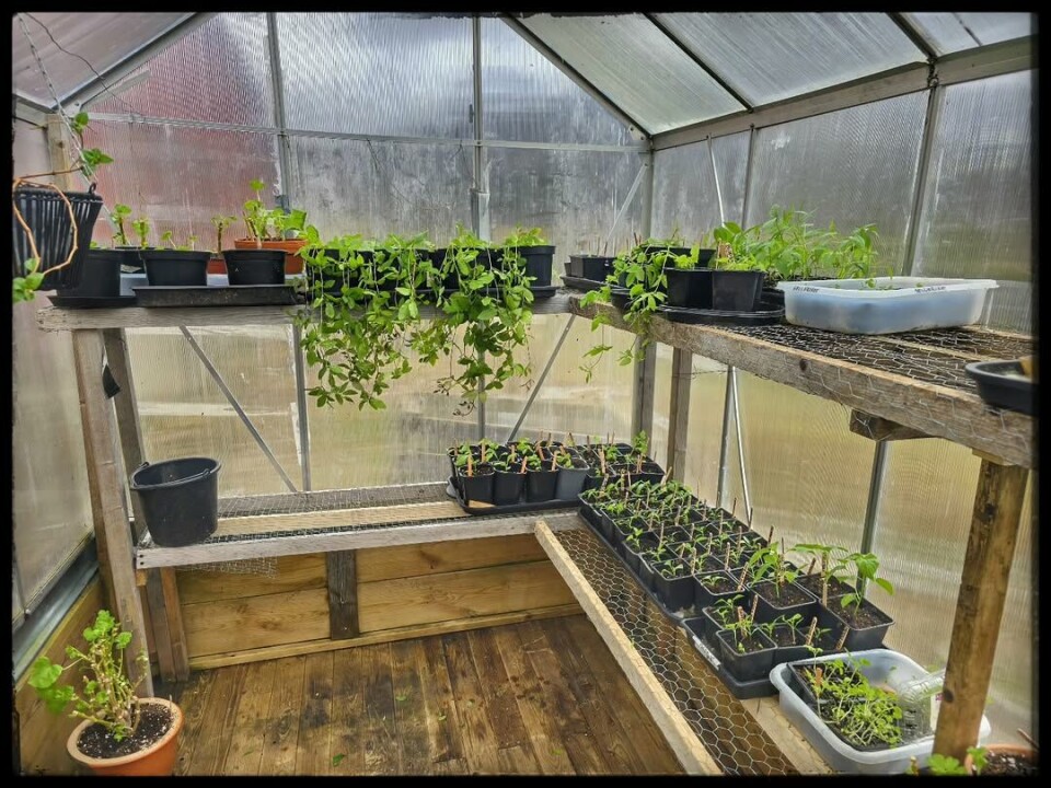 Matauk og blome på gang #settemsdalen #bøfjorden Mange små planter inne i et drivhus.
