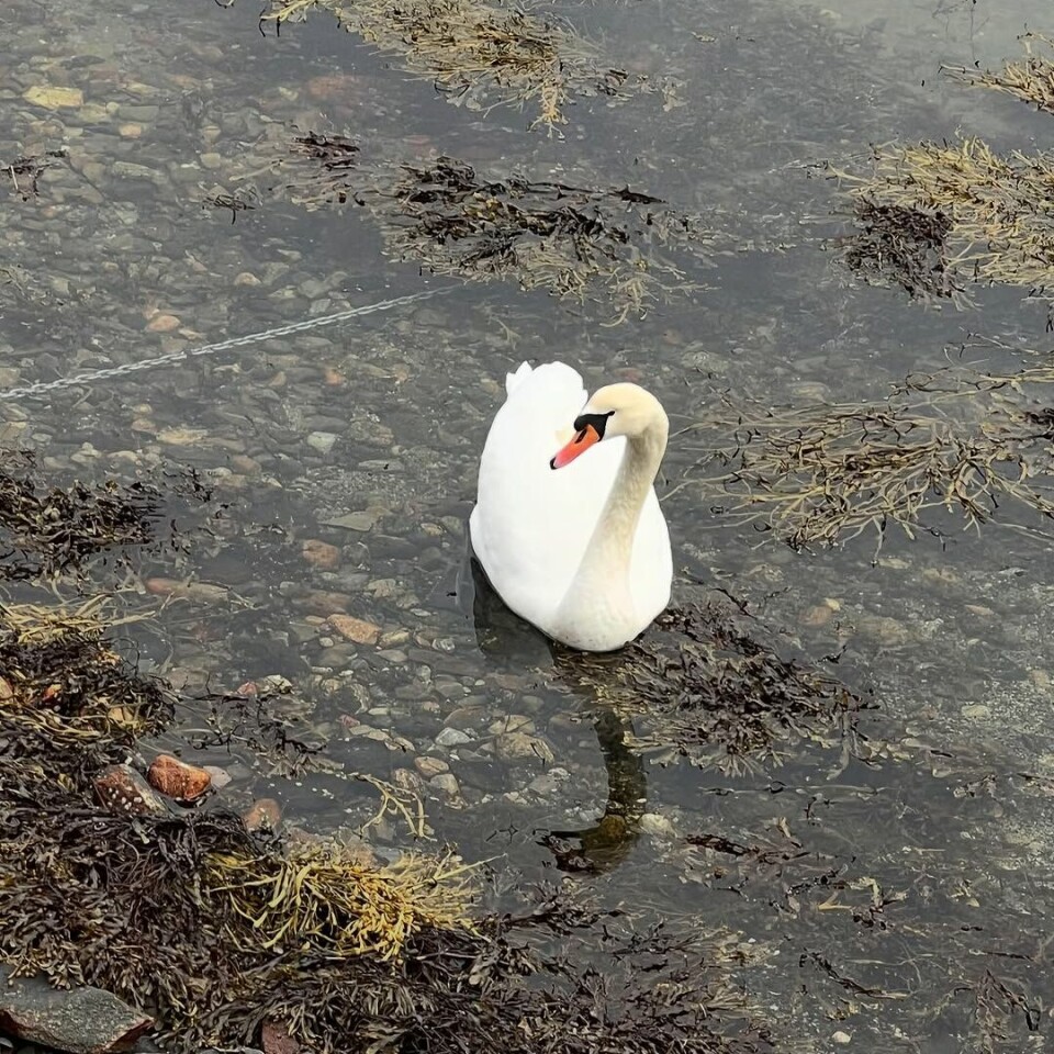 Fint å våkne til dette☀️ Kalde netter, fine dager😍 #steinholmlia47 #hytteliv #hyttemagasinet #bøfjorden #kringeinfjord Svane