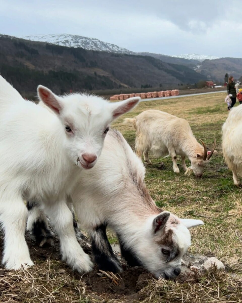 S Ø T E - Liv og røre på tunet når geitekillingene får komme ut på lufting. Godt med tidlig vår🌱 Geitekillinger utendørs