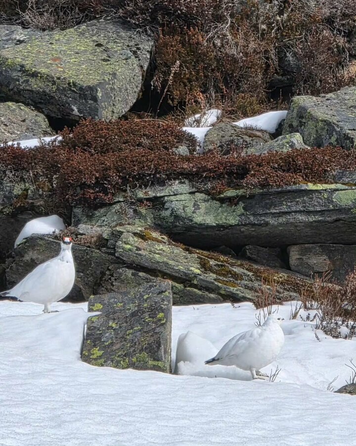 Strengen 890 moh. To ryper i snøen.
