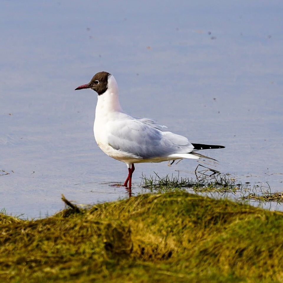En flott type! #hettemåke En hettemåke.