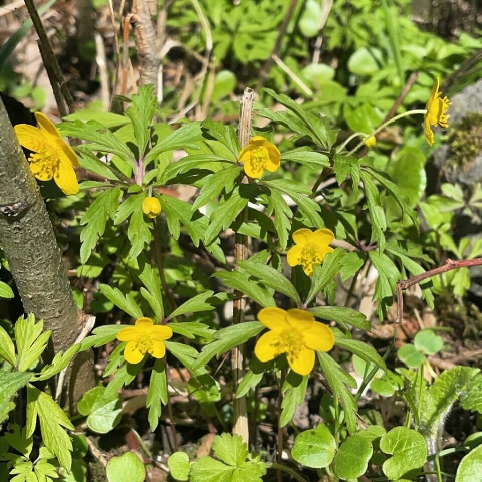 Gulveisen kom i påska 💛 Villblomster