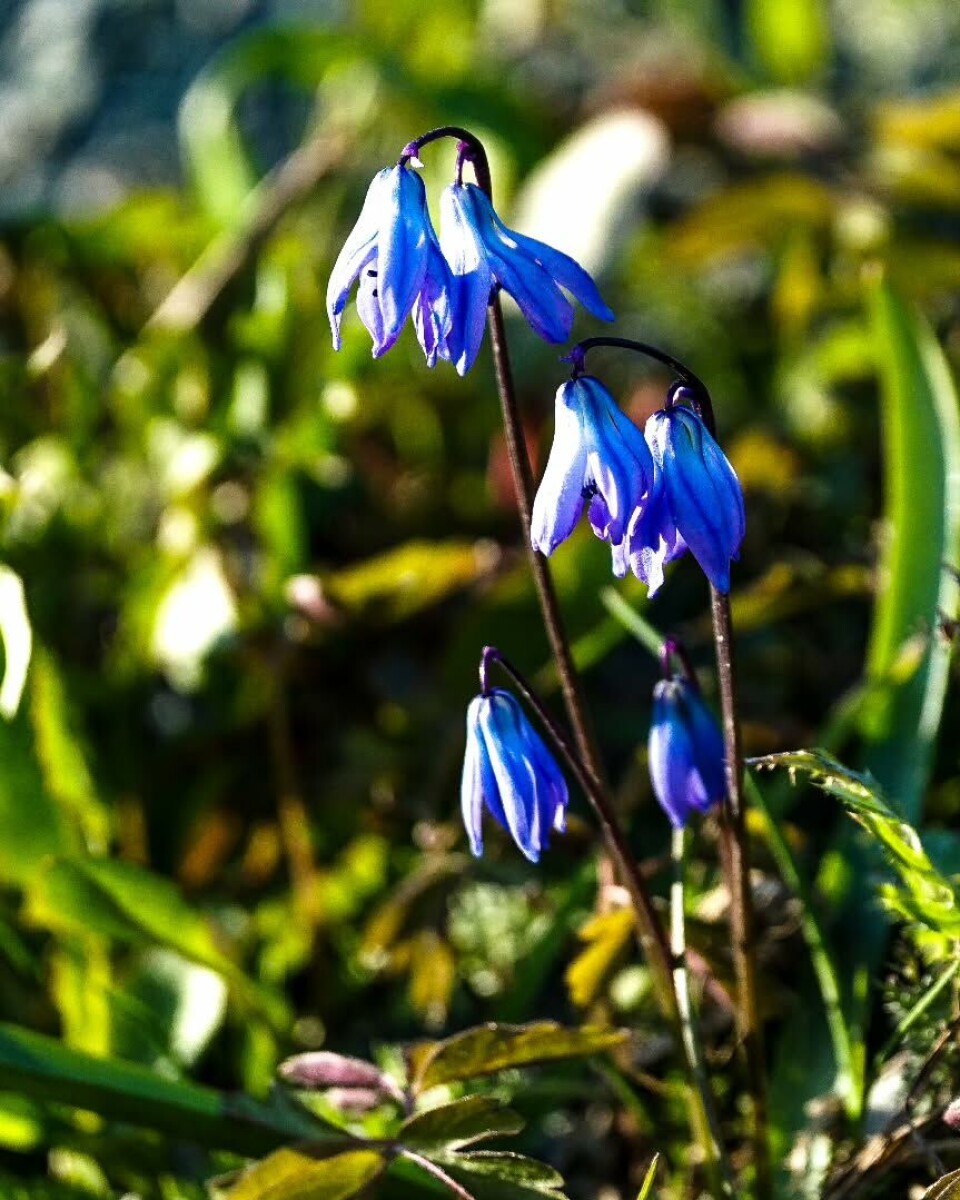 Russeblåstjerne, som er en gammel hageplante. Blomster, blå klokker.