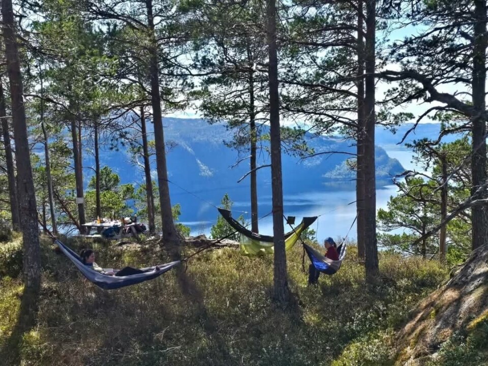 Hamnes. Flere hengekøyer blant trærne i en skråning ned mot fjorden.