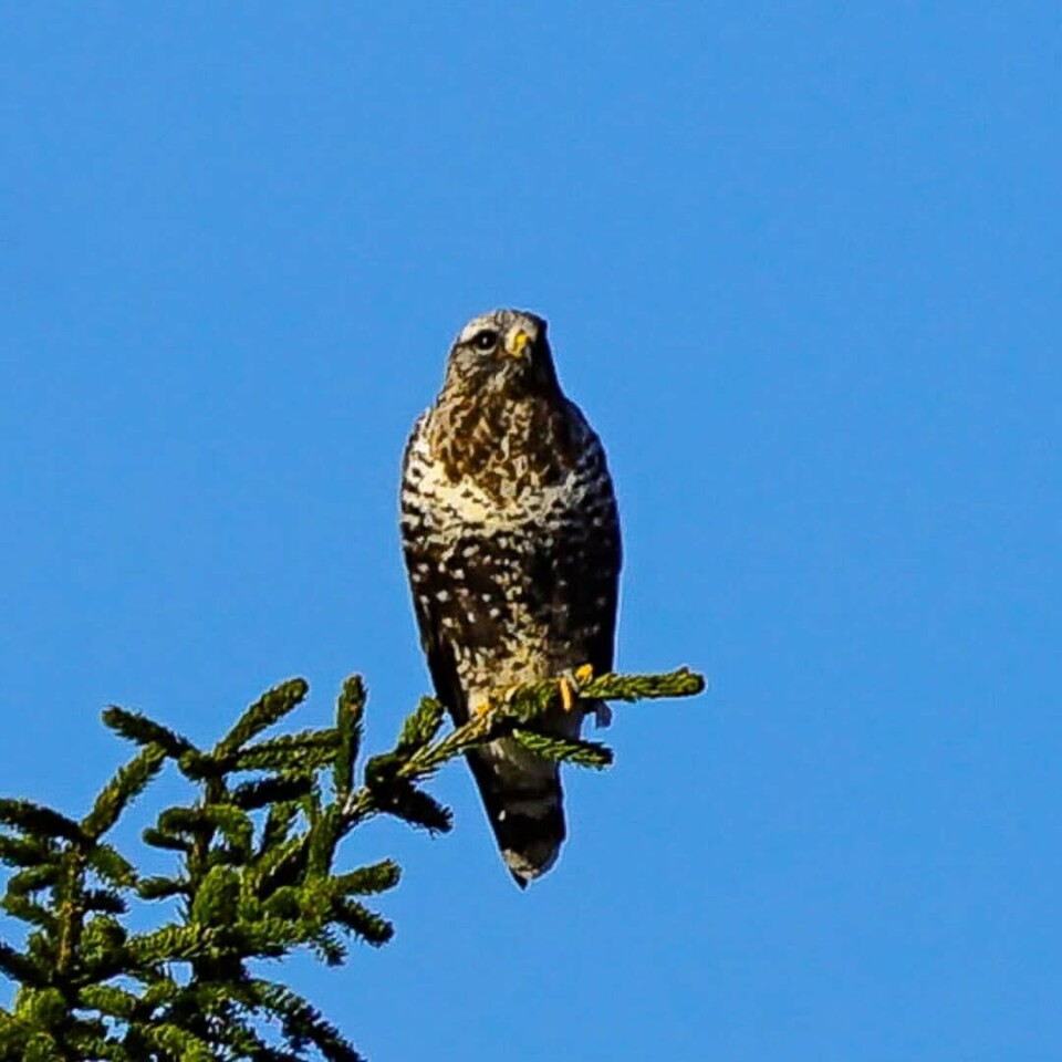 Følger godt med hva som rører seg