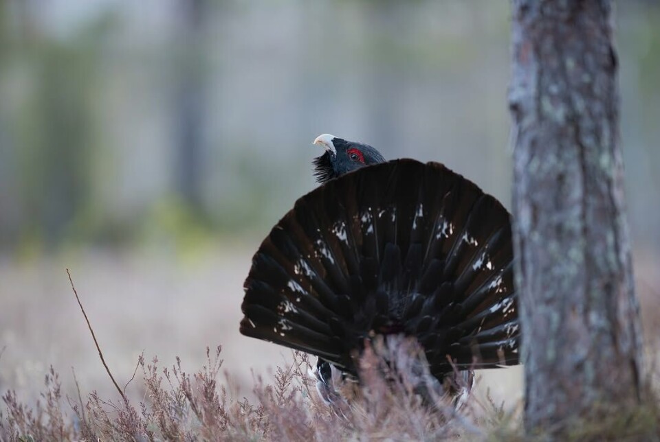 Tiur (tetrao urogallus) fra sist helg (april 2025)
Ingen røy å se, så da blir det nok noen nye teltovernattinger til neste år. En tiur.