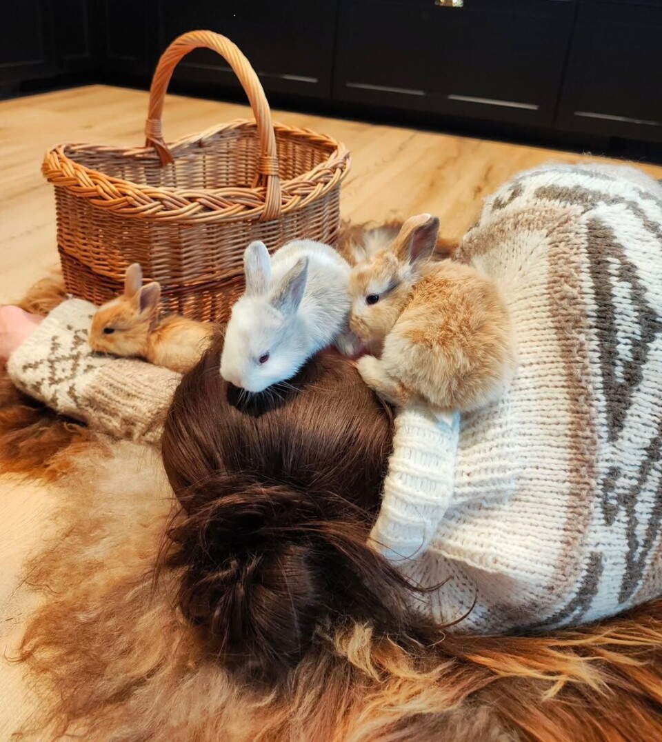 Hjerteknuserne mine i full gang med å bli vant til mennesker. Ei dame som ligger på gulvet, men tre kaninunger rundt seg.