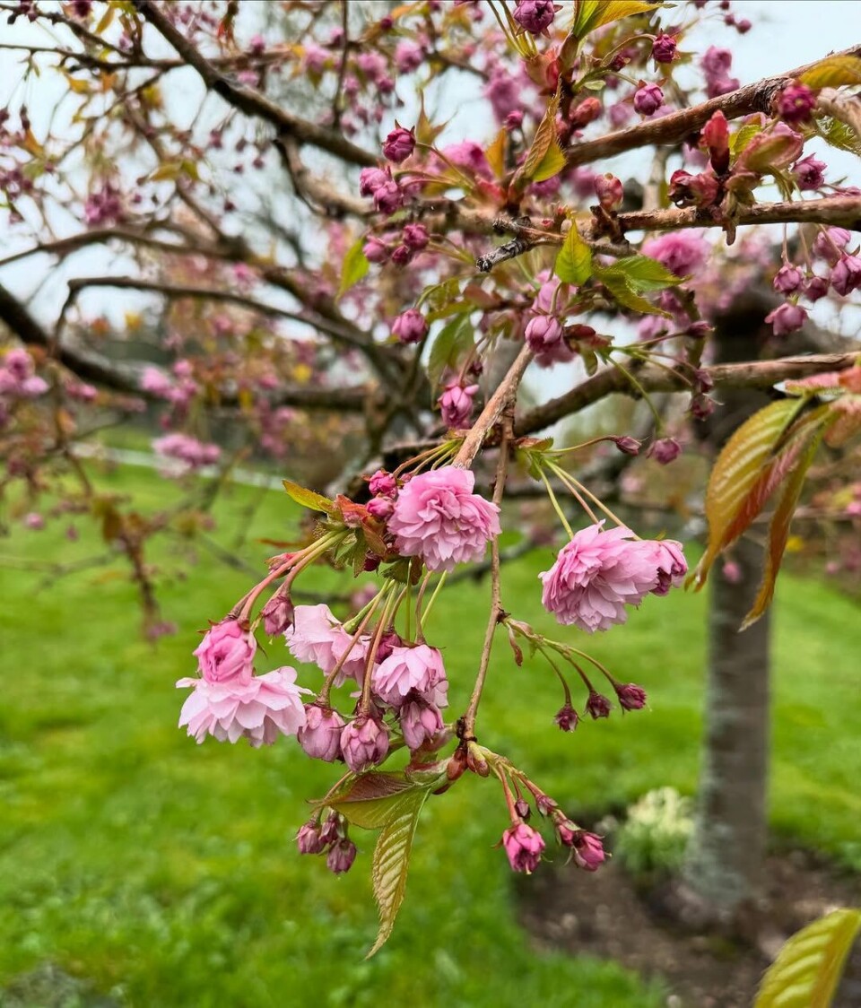 Vårens vakreste eventyr hos meg har startet 🌸🌿👒. Et blomstrende tre.
