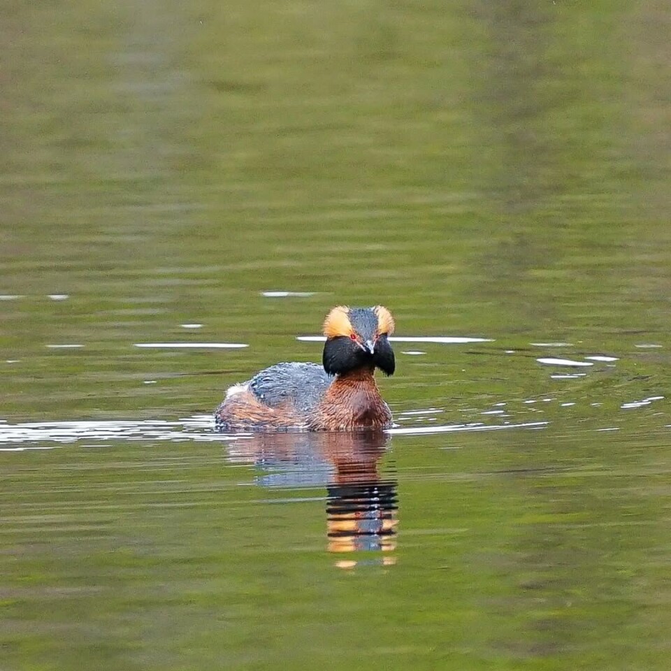 Horndykker på fisking! En horndykker på vannet.