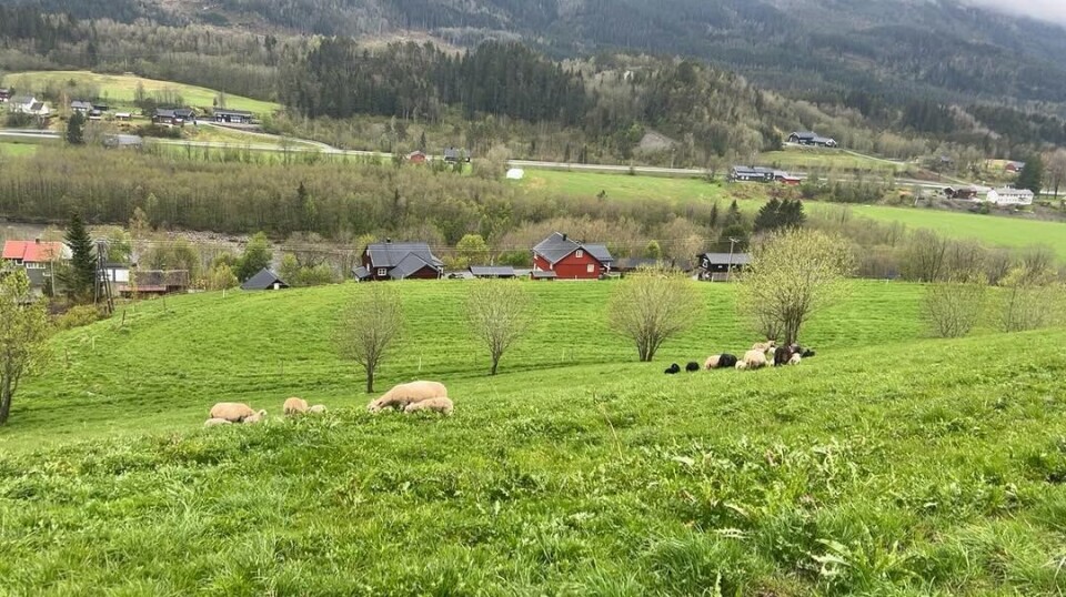 Almberg. Første pulje med sau ut på beite 😍🤩🐑 Sauer på beite i ei grønn li.