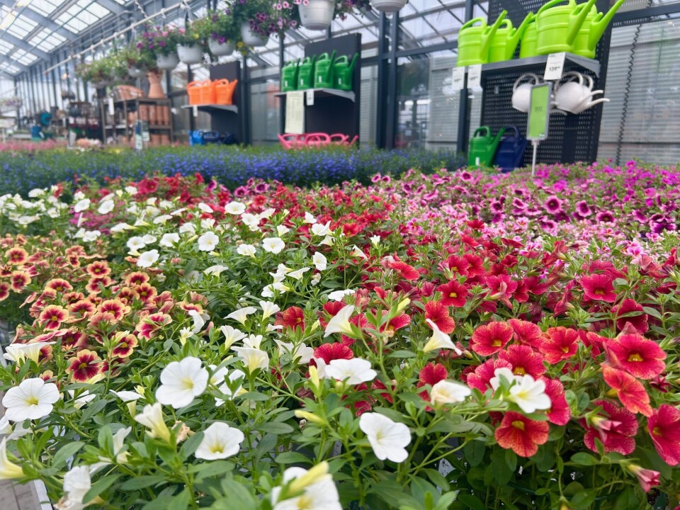 Her er det valgets kval med så mange flotte farger. Petunia i alle farger.