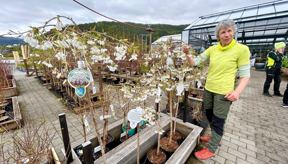 Nå er alt på plass, og det er ikke noe å vente med lenger, forteller Hubertine. Hun viser frem et bredt utvalg av blomstrende trær, busker og bærbusker. Dame med blomstrende trær.