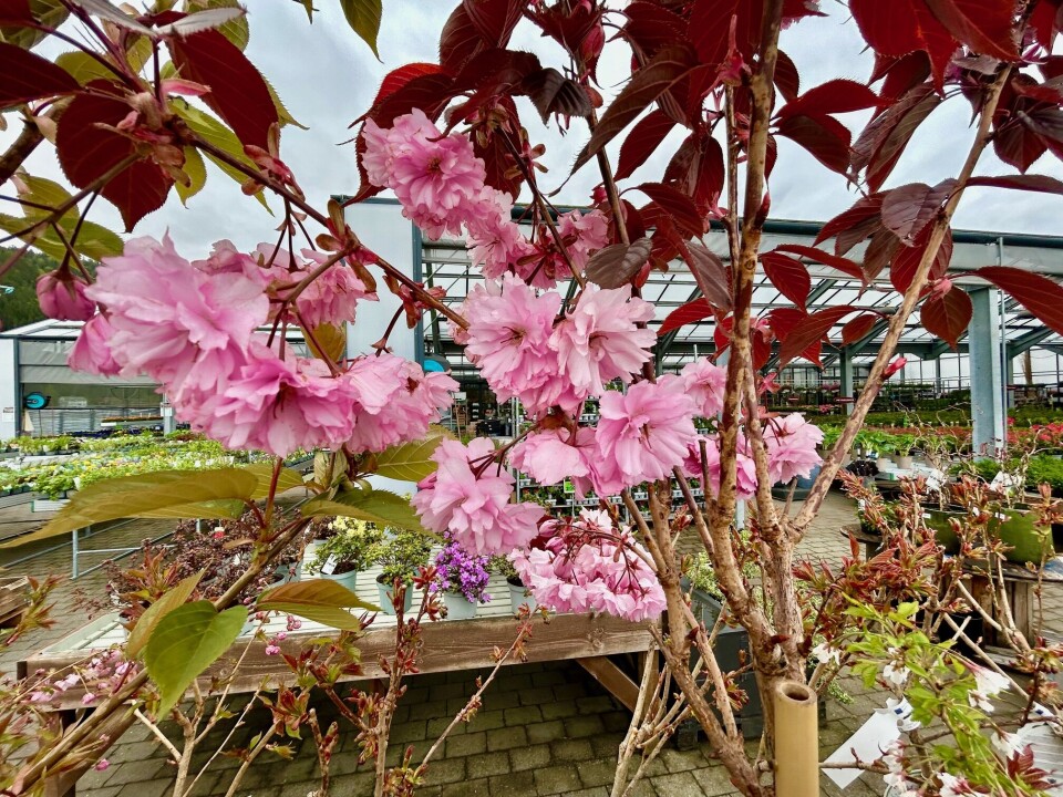 Japansk kirsebærtre i full blomst. Her er det noe for enhver smak. Rosa blomster på et tre.