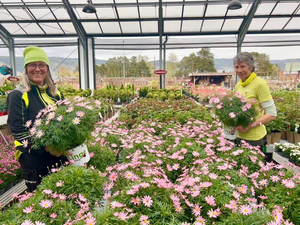 Anita og Hubertine er i strålende humør og viser frem noen av de flotte sommerblomstene det har gått mye av de siste dagene. To blide damer som holder frem planter.