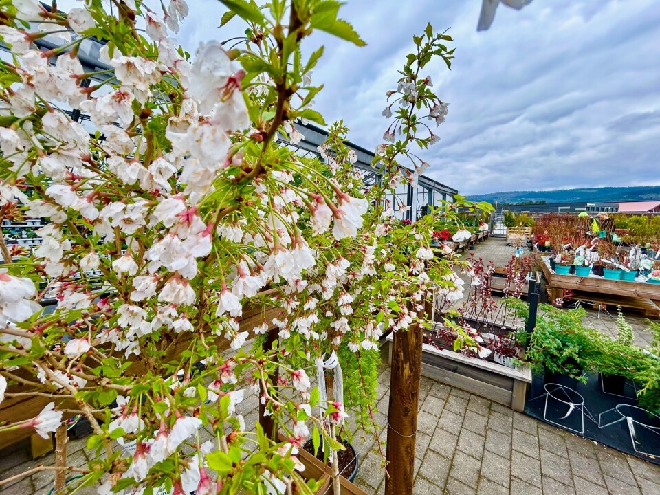 - Disse har stått ute i plaskregnet, og er ferdig herdet og tilpasset et liv i Surnadal, ler Hubertine. Hvite blomster på et tre.