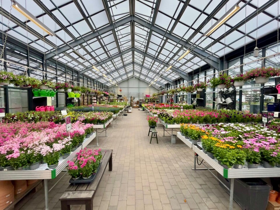 Sommerblomster så langt øyet kan se! Blomster i drivhus.