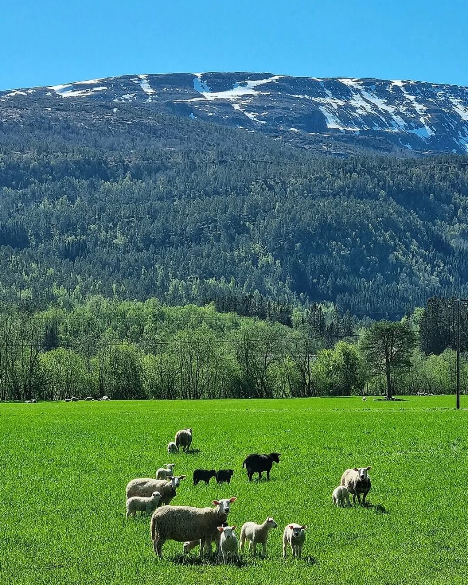 Vårtegn 🐑🌱☘️
Fin dag å starte uteseongen på for lam og sauer 👍👌 Suer på beite på ei grønn eng. Fjell med litt snø i bakgrunnen.
