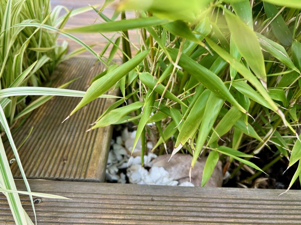 Her har bambusen fått både eggeskall og kaffegrut oppå jorda. God gjødsel, forteller Rodal. Eggeskall under plante.
