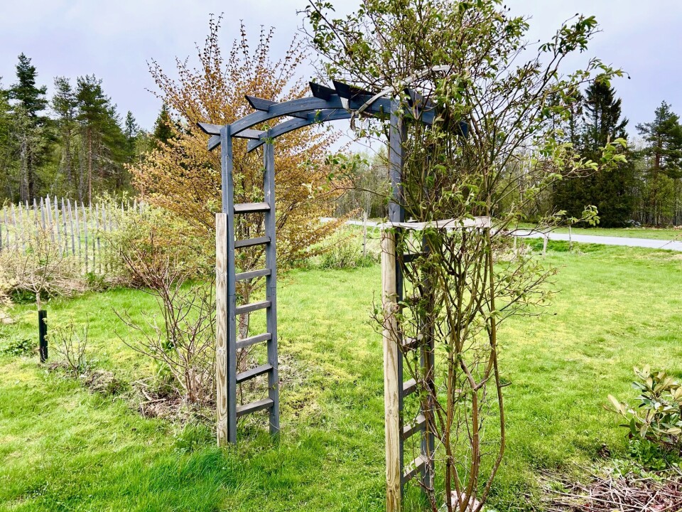 Rosen Lykkefund klatrer villig på hageportalen. Morplanten på høyre side og en stikling på venstre side. Rosebusker på portal.