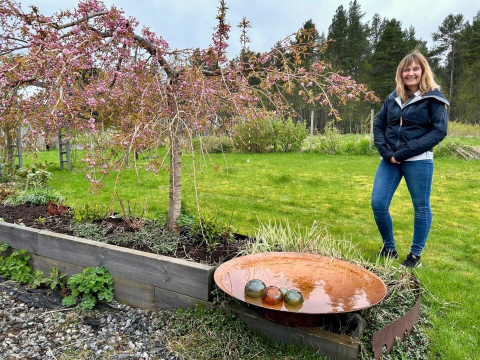 Velkommen til en hageprat i Siv Janne Rodals hage! Dame foran stort fat med vann og et japansk kirkebærtre i full blomst.