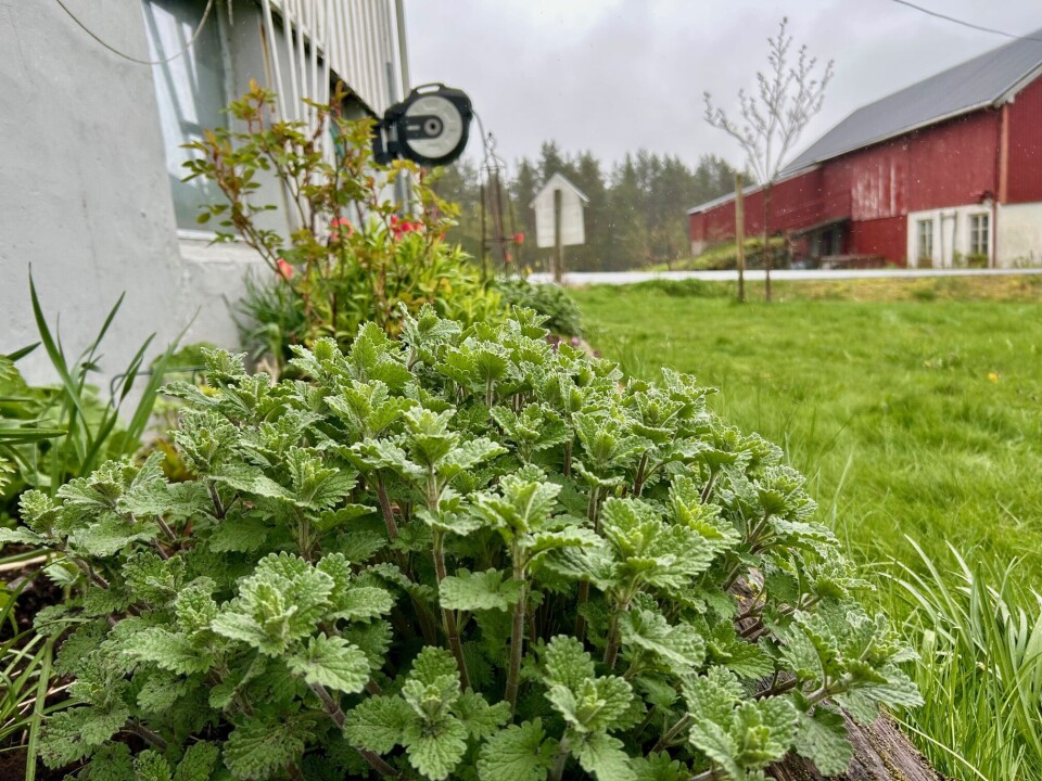 Kattemynte er en staude det er lett å dele og flytte. Grønn plante.