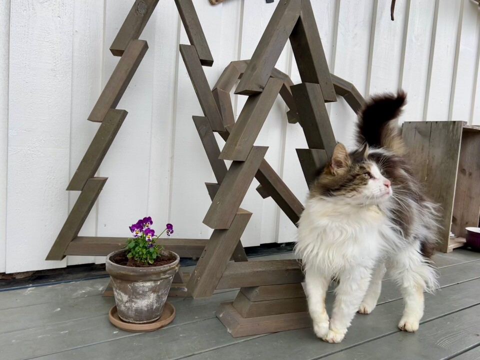Bjørn Sæterbø fra Surnadal har snekret flotte graner til pynt i inngangspartiet. Katten Rolf er med ofte med på tur i hagen. Katt foran granfigurer.