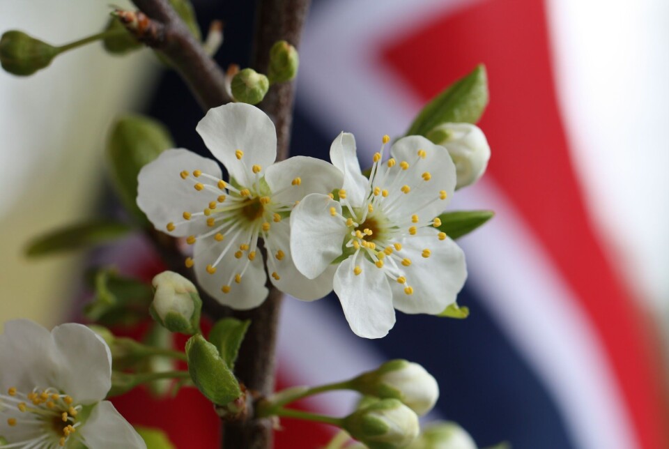 Send oss dine 17. mai-bilder! Hvite blomster og et norsk flagg som skimtes i bagrunnen.
