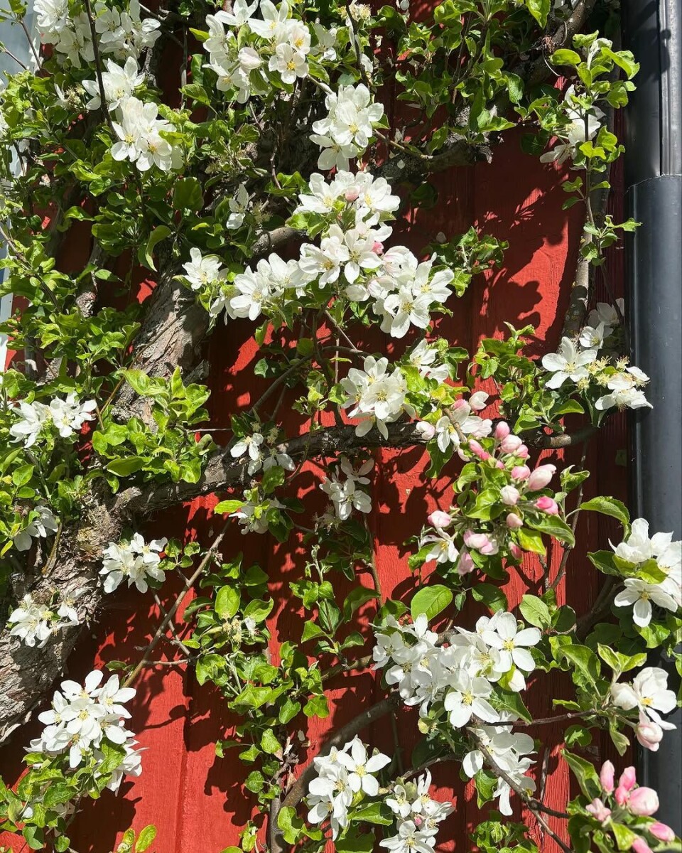 Årets epleblomstring🌸🍏 Epleblomster på en husvegg.