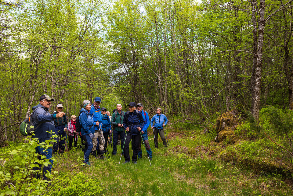 Tufter etter tre Holta -sommarfjøs her. Ei gruppe turgåere som står og prater i skogen.