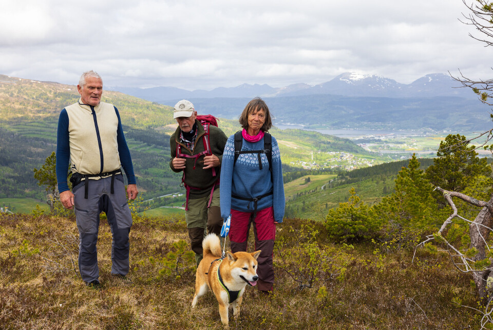 På Mellingfjellet med godt utsyn over bygda. Tre turgåere og en hund på fjellet.