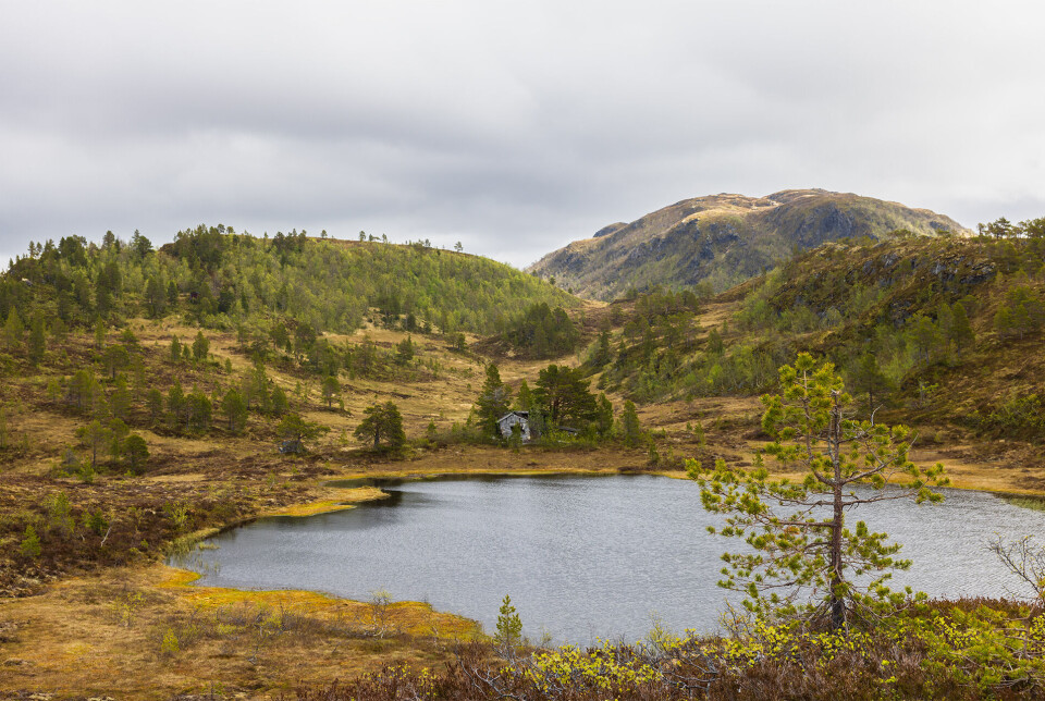 Idyll ved Lomtjønna. Et tjern på ei myr.