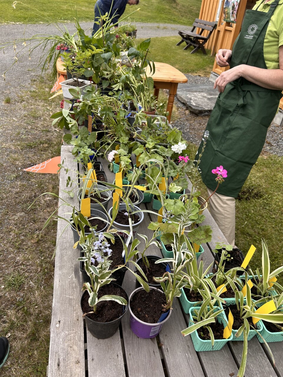 Planteloppis med småplanter Småplanter til salgs