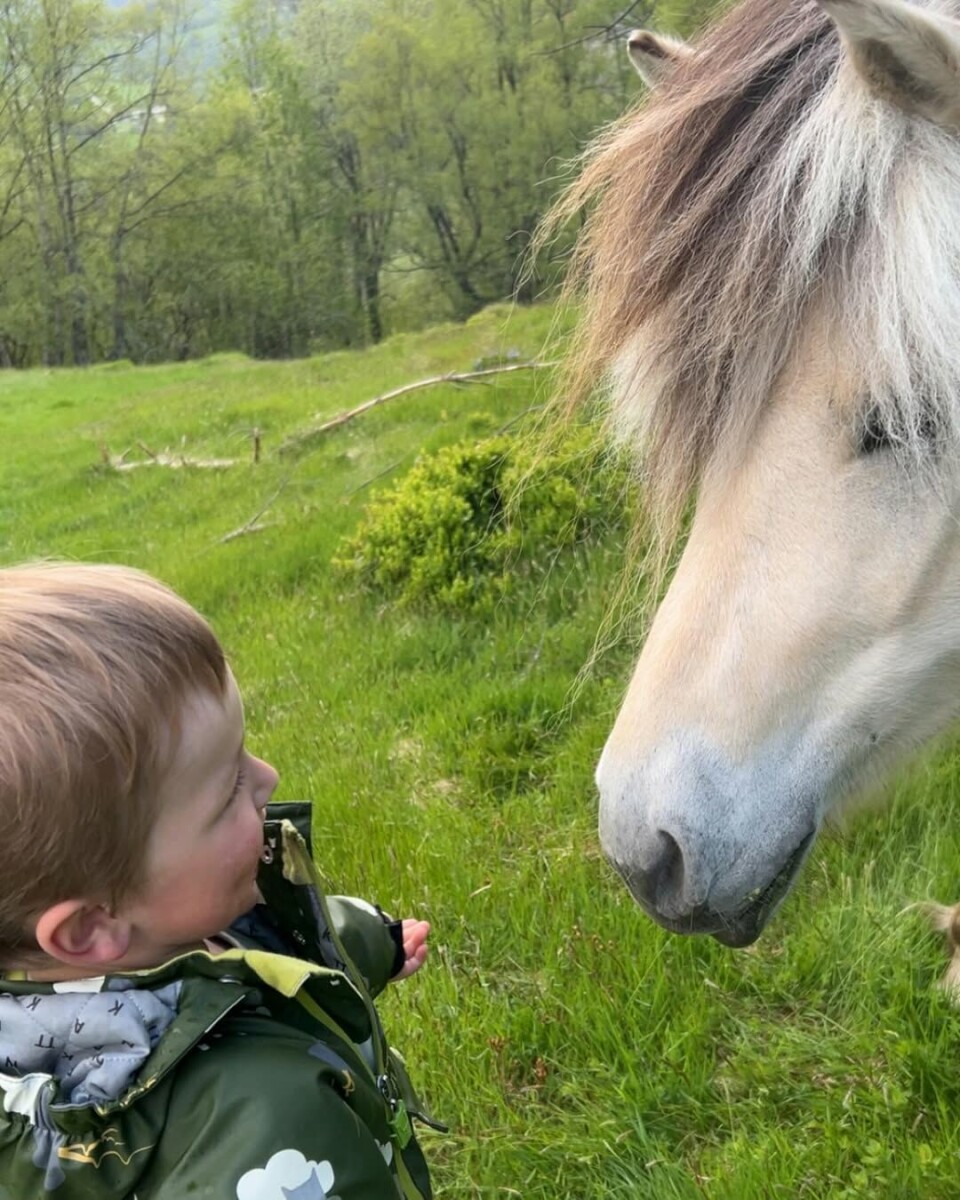 Fine stunder og samtaler mellom hest og eier 🥰🫶🏻 Et lite barn som hilser på en fjordhest.
