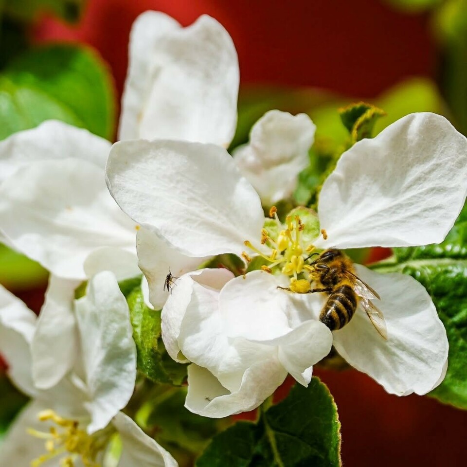 Honningbiene gjør en viktig jobb! Bie på en hvit blomst