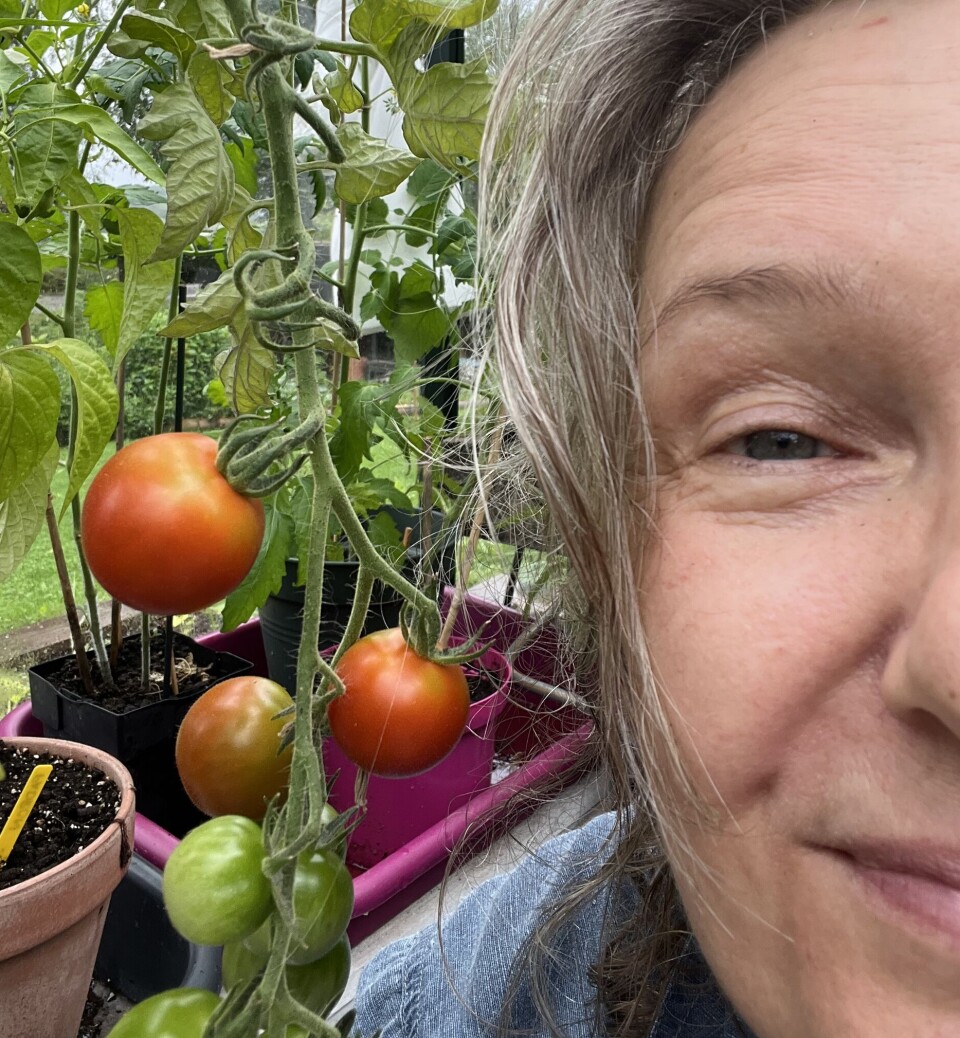 Ingrid viser i drivhuset hun har hjemme, med noen flotte eksemplarer av egne tomater. halve ansiktet til en dame og andre halvdel av bildet av en tomatplante